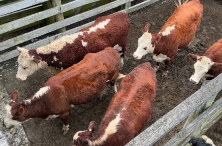 Live Matawhero Saleyard &ndash; Cattle Sale