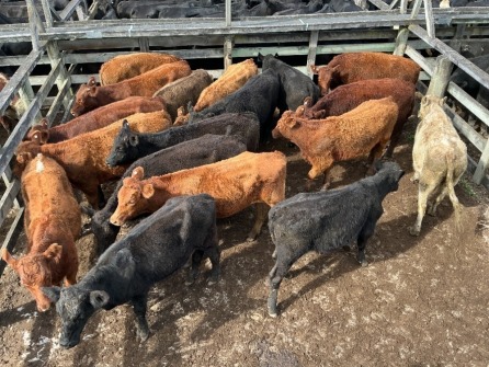 Timed Online Matawhero Saleyard &ndash; Cattle Sale
