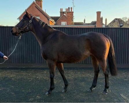 Jellwa (IRE) 2012 B.M. BY Iffraaj (GB) EX Chatifa (IRE)