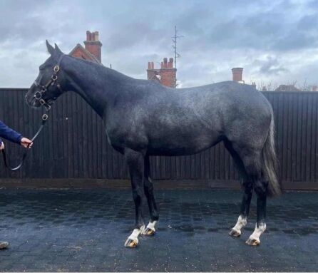 Lull (GB) 2022 Gr.F. BY Havana Grey (GB) EX Sonnellino (GB)