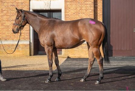 Al Yahmoom (GB) 2022 B.F. BY Advertise (GB) EX Al Hajees (GB)