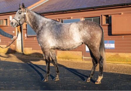 Dark Dynasty (IRE) 2021 Gr.M. BY Dark Angel (IRE) EX Fashion Family (FR) COVERED BY Oasis Dream (GB)