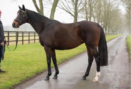 Fresh Air (IRE) 2013 B.M. BY Montjeu (IRE) EX Silver Star (GB)