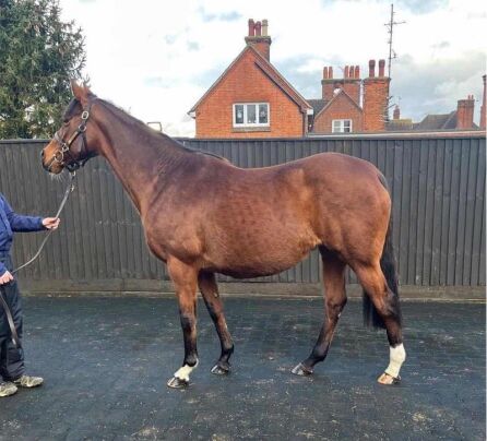 Facade (IRE) 2012 B.M. BY Galileo (IRE) EX Charlotte Bronte (GB) COVERED BY Study of Man (IRE)