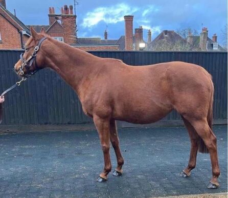 Diamond Oasis (GB) 2016 Ch.M. BY Iffraaj (GB) EX Belonging (GB) COVERED BY Bated Breath (GB)