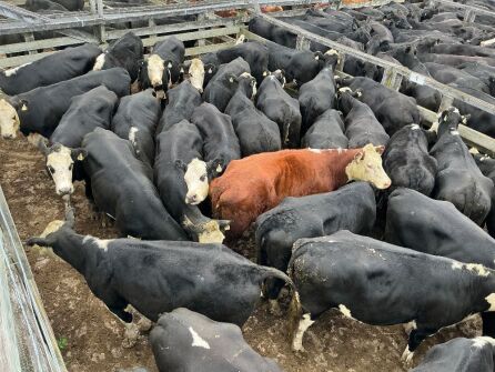 30 Hereford Friesian X R3 In Calf Heifers