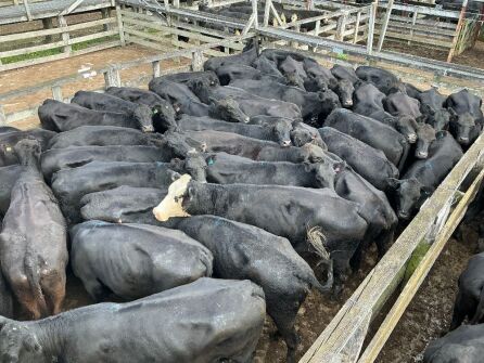 57 Mixed Age In Calf Cows