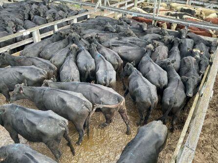 46 Mixed Age In Calf Cows