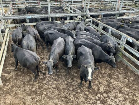 19 Mixed Age In Calf Cows