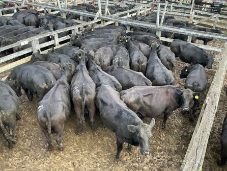 23 Cows