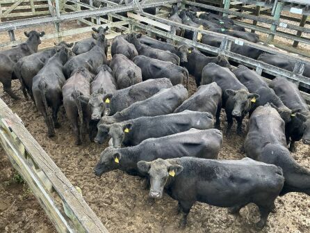 27 Empty Cows