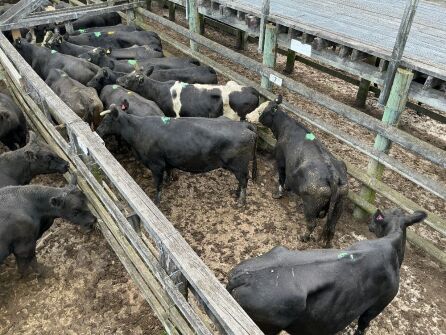 12 Mixed Age Cows