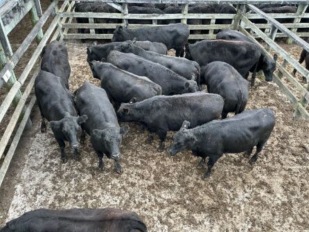 14 Mixed Age In Calf Cows