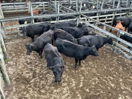 9 Empty Cows