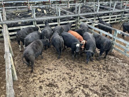 11 Empty Cows