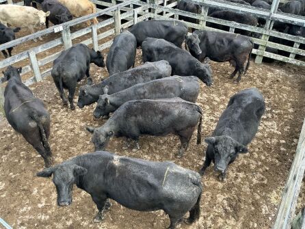 11 Empty Cows