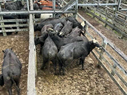 9 Empty Cows
