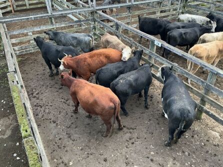8 Mixed Age In Calf Cows