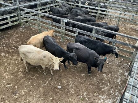 14 Mixed Age Cows