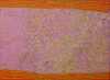 WALANGKURA NAPANANGKA (c.1946-2014)"Women's Dreaming"Acrylic on Belgian linen.Painted in 2007.Comes with Certificate of Authenticity.Artwork is stretched and ready to hang.124cm x 169cm