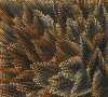 LELITA MORTON NAPANANGKA "Sandhills" Acrylic on linen. Painted in 2021. 80cm x 100cm - 3