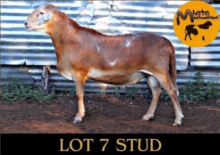 1 X MEATMASTER Male Mahata Meatmasters