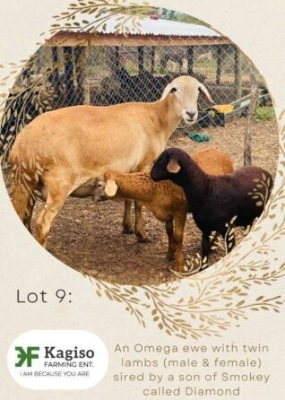 1+2X MEATMASTER Ewe Kagiso Bafentse Enterprises