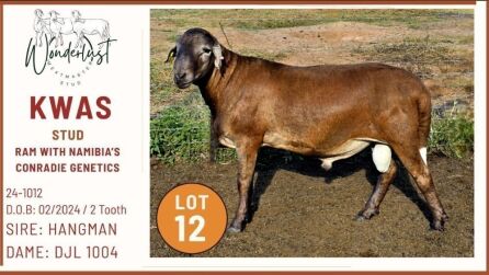 1+1X MEATMASTER Male Wonderlust Meatmaster Stud