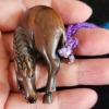 A lacquered inro with maki-e decoration, accompanied by a horse-shaped netsuke, signed "Ichisen." - 6