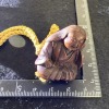 Wooden Inro with Maki-e Sixteen-Petal Chrysanthemum Design, 51g - 9